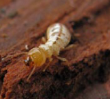 Fumigaciones Zeta SAS